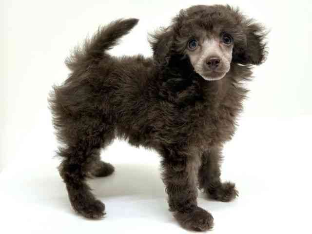 兵庫県のトイプードル(トイ) (ひごペットフレンドリーブルメールHAT神戸店/2025年12月21日生まれ/女の子/ブラウン)の子犬の2枚目の画像