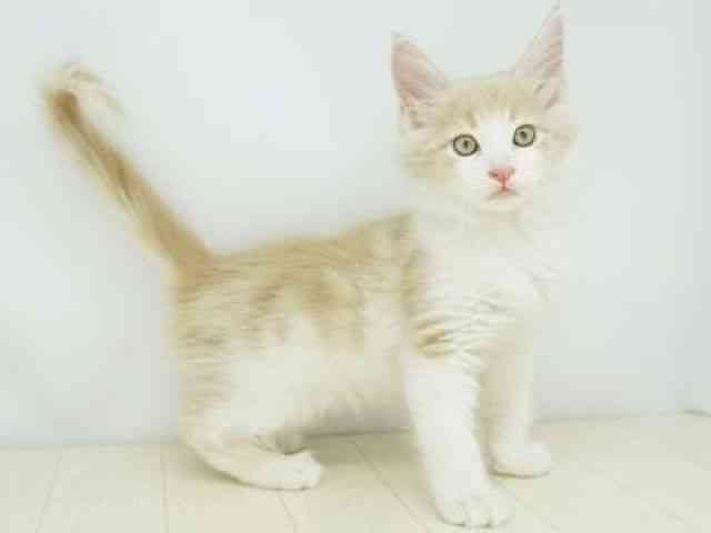 福岡県のノルウェージャンフォレストキャット (ひごペットフレンドリーゆめタウン筑紫野店/2025年12月20日生まれ/男の子/クリームタビーホワイト)の子猫の2枚目の画像