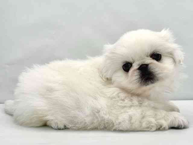 大阪府のペキニーズ (ひごペットフレンドリーイトーヨーカドー津久野店/2025年12月20日生まれ/男の子/ホワイト)の子犬の2枚目の画像