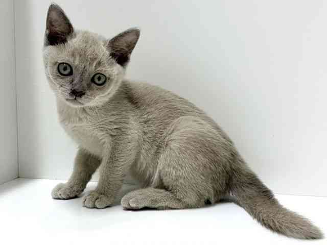 愛知県のトンキニーズ (ひごペットフレンドリーららぽーと名古屋みなとアクルス店/2025年12月19日生まれ/女の子/プラチナソリッド)の子猫の2枚目の画像