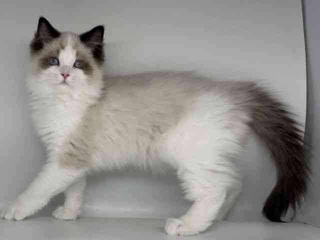 徳島県のラグドール (ひごペットフレンドリーゆめタウン徳島店/2025年12月16日生まれ/女の子/シールポイントバイカラー)の子猫の2枚目の画像