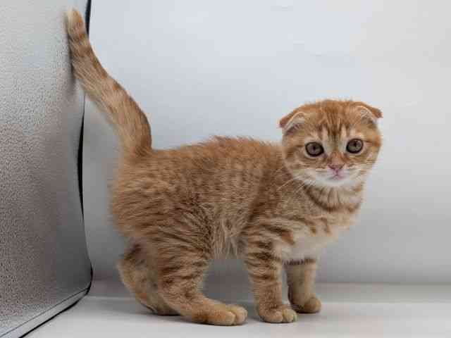 香川県のスコティッシュフォールド (ひごペットフレンドリーゆめタウン高松店/2025年12月20日生まれ/女の子/レッドタビー)の子猫の2枚目の画像