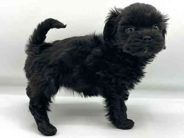 大阪府のマルプー(マルチーズ×プードル) (ひごペットフレンドリーららぽーとEXPOCITY店/2025年12月20日生まれ/女の子/ブラック)の子犬の2枚目の画像