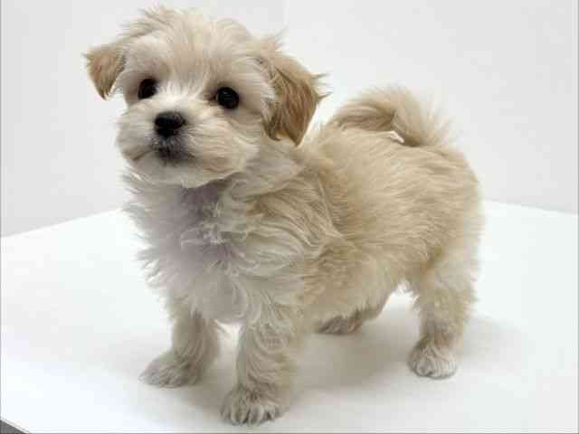 大阪府のマルプー(マルチーズ×プードル) (ひごペットフレンドリーくずはモール店/2025年12月20日生まれ/男の子/クリーム)の子犬の2枚目の画像