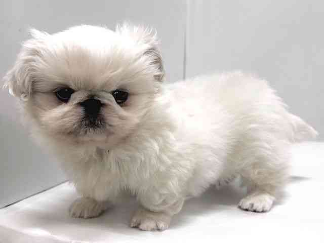 奈良県のペキニーズ (ひごペットフレンドリー奈良パワーシティ店/2025年12月20日生まれ/男の子/ホワイト)の子犬の2枚目の画像
