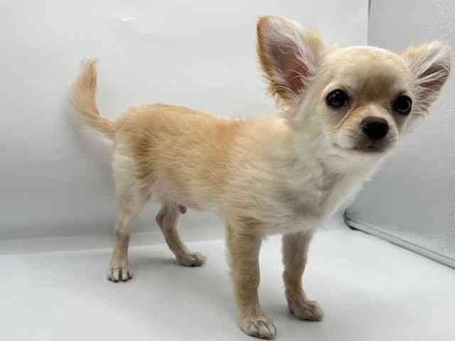 香川県のチワワ(ロング) (ひごペットフレンドリーゆめタウン高松店/2025年12月20日生まれ/男の子/クリーム)の子犬の2枚目の画像