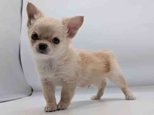 香川県のチワワ(ロング) (ひごペットフレンドリーゆめタウン高松店/2025年12月20日生まれ/男の子/クリーム)の子犬の2枚目の画像