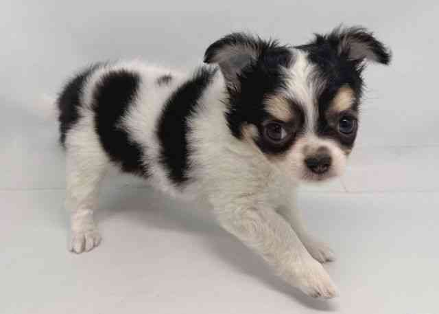 鳥取県のチワワ(ロング) (ひごペットフレンドリーイオンモール鳥取北店/2025年12月19日生まれ/女の子/ブラックタンホワイト)の子犬の2枚目の画像