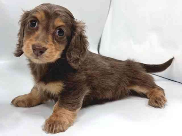 京都府のミニチュアダックスフンド(ロング) (ひごペットフレンドリー京都店/2025年12月19日生まれ/女の子/チョコレートタン)の子犬の2枚目の画像