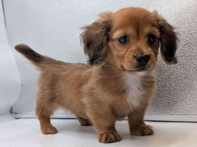 香川県のミニチュアダックスフンド(ロング) (ひごペットフレンドリーゆめタウン高松店/2025年12月17日生まれ/男の子/レッド)の子犬の2枚目の画像