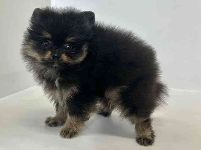 大阪府のポメラニアン (ひごペットフレンドリーアクロスプラザ住之江店/2025年12月21日生まれ/男の子/ブラックタン)の子犬の2枚目の画像