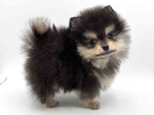 大阪府のポメラニアン (ひごペットフレンドリーみのおキューズモール店/2025年12月21日生まれ/男の子/ブラックタン)の子犬の2枚目の画像