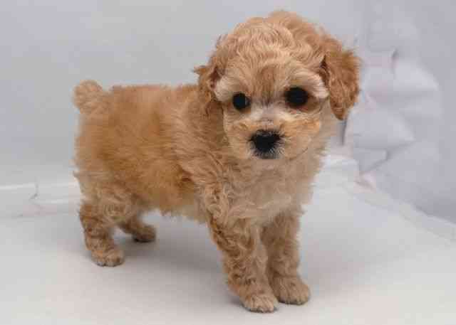 鳥取県のトイプードル(トイ) (ひごペットフレンドリーイオンモール鳥取北店/2025年12月20日生まれ/男の子/オレンジフォーン)の子犬の2枚目の画像