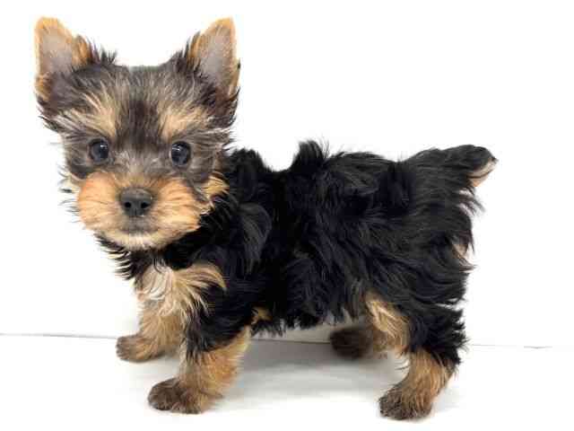 大阪府のヨークシャーテリア (ひごペットフレンドリーイオンタウン茨木太田店/2025年12月19日生まれ/男の子/スチールブルータン)の子犬の2枚目の画像