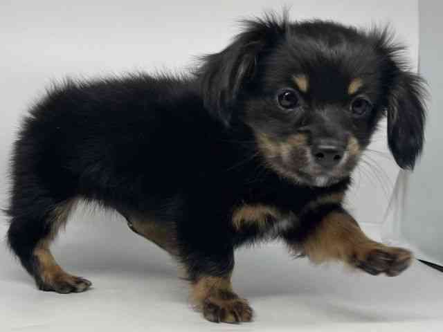 徳島県のチワックス(チワワ×ダックス) (ひごペットフレンドリーゆめタウン徳島店/2025年12月18日生まれ/男の子/ブラックタン)の子犬の2枚目の画像