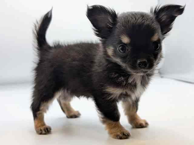 香川県のチワワ(ロング) (ひごペットフレンドリーゆめタウン高松店/2025年12月20日生まれ/男の子/ブラックタン)の子犬の2枚目の画像