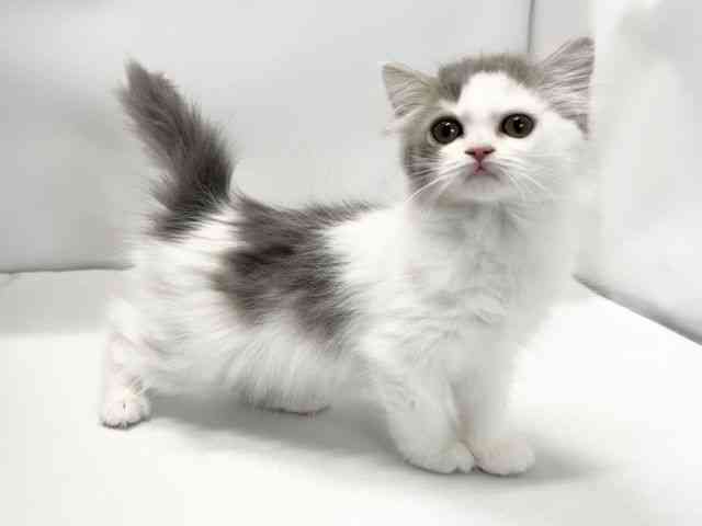 愛媛県のスコティッシュフォールド (ひごペットフレンドリーイオンモール今治新都市店/2025年12月7日生まれ/女の子/ブルータビーホワイト)の子猫の2枚目の画像