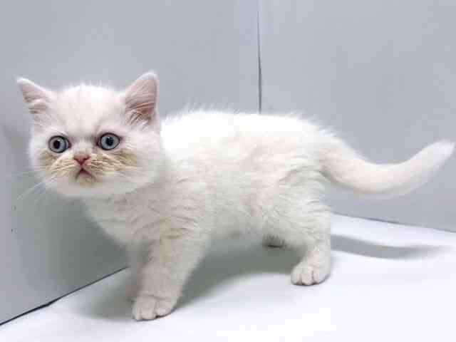 奈良県のエキゾチック (ひごペットフレンドリー奈良パワーシティ店/2025年12月20日生まれ/女の子/ホワイト)の子猫の2枚目の画像