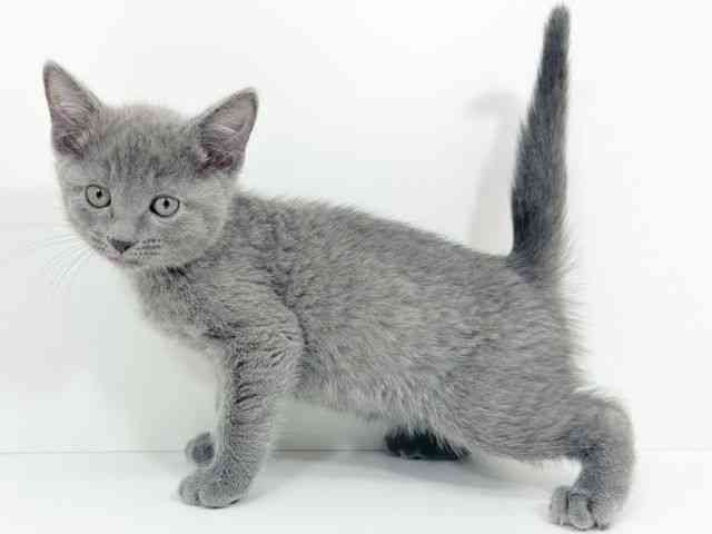大阪府のロシアンブルー (ひごペットフレンドリーくずはモール店/2025年12月20日生まれ/女の子/ブルー)の子猫の2枚目の画像