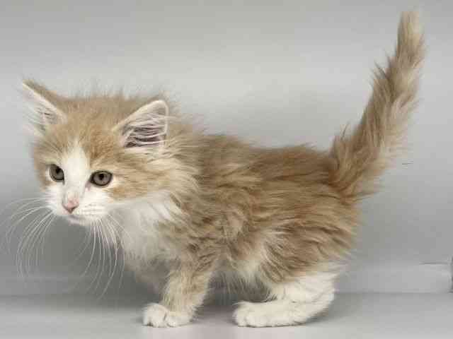 徳島県のノルウェージャンフォレストキャット (ひごペットフレンドリーゆめタウン徳島店/2025年12月12日生まれ/男の子/クリームタビーホワイト)の子猫の2枚目の画像