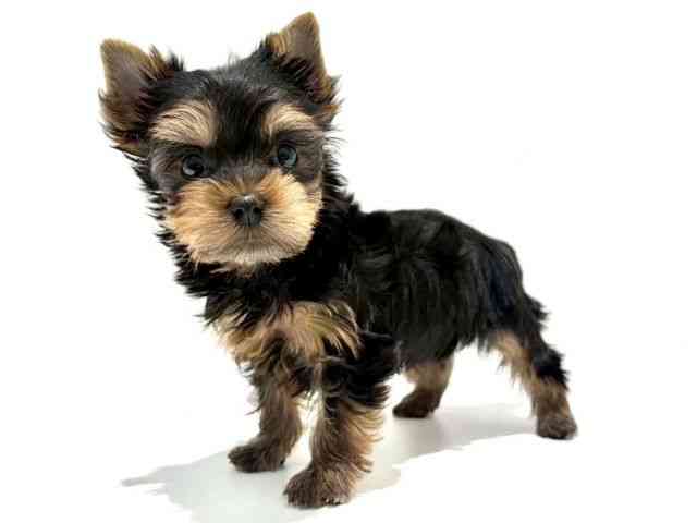 大阪府のヨークシャーテリア (ひごペットフレンドリーイオン高槻店/2025年12月19日生まれ/女の子/スチールブルータン)の子犬の2枚目の画像