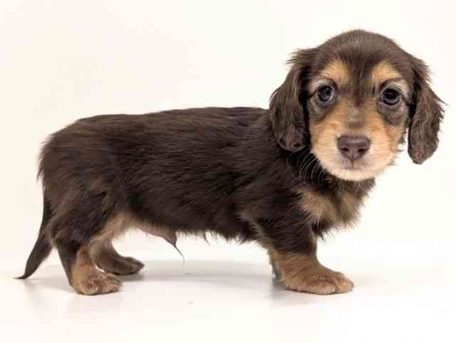 福岡県のミニチュアダックスフンド(ロング) (ひごペットフレンドリーリバーウォーク北九州店/2025年12月20日生まれ/男の子/チョコレートタン)の子犬の2枚目の画像