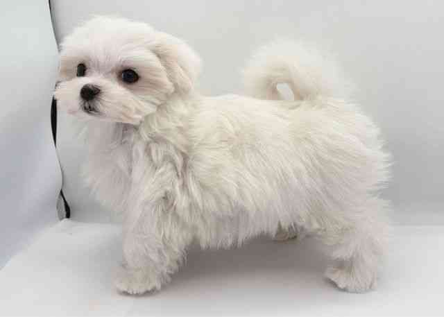 島根県のマルチーズ (ひごペットフレンドリーイオン松江ショッピングセンター店/2025年12月20日生まれ/女の子/ホワイト)の子犬の2枚目の画像