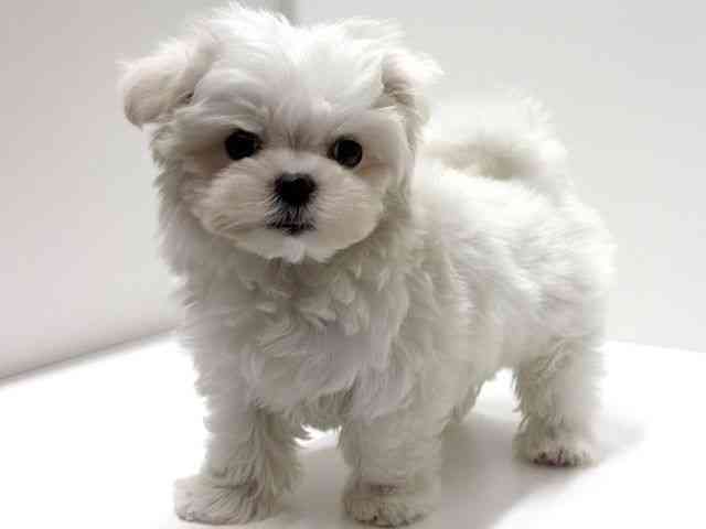 愛知県のマルチーズ (ひごペットフレンドリーららぽーと名古屋みなとアクルス店/2025年12月20日生まれ/男の子/ホワイト)の子犬の2枚目の画像