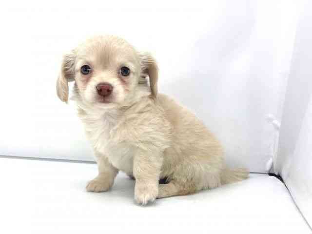 兵庫県のチワックス(チワワ×ダックス) (ひごペットフレンドリーイオンタウン加古川店/2025年12月21日生まれ/女の子/クリーム)の子犬の2枚目の画像