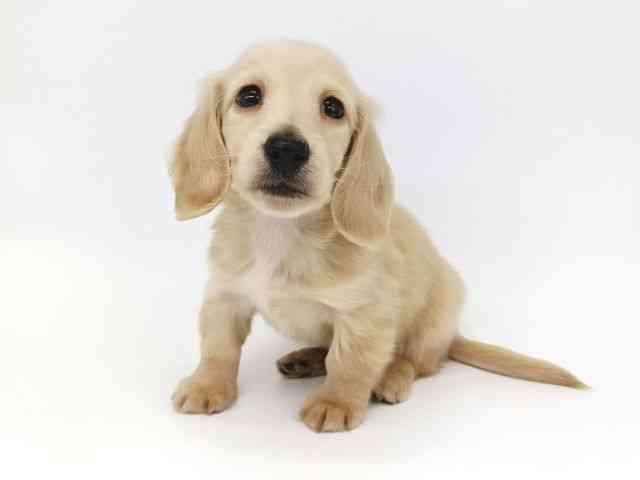 大阪府のミニチュアダックスフンド(ロング) (ひごペットフレンドリー泉ヶ丘店/2025年12月20日生まれ/男の子/イエロー)の子犬の2枚目の画像