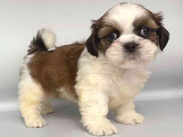 大阪府のシーズー (ひごペットフレンドリー岸和田店/2025年12月21日生まれ/男の子/ゴールドホワイト)の子犬の2枚目の画像