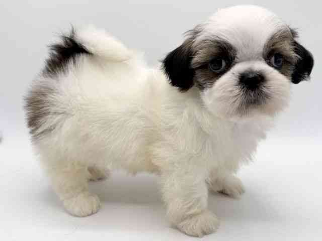 大阪府のシーズー (ひごペットフレンドリーみのおキューズモール店/2025年12月21日生まれ/男の子/ゴールドホワイト)の子犬の2枚目の画像