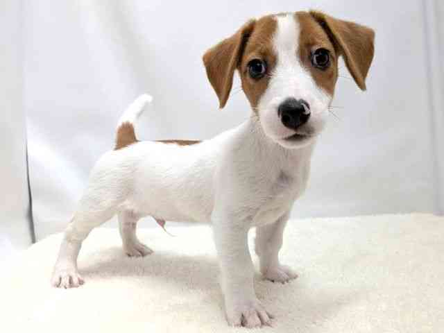 広島県のジャックラッセルテリア (ひごペットフレンドリーゆめタウン廿日市店/2025年12月21日生まれ/男の子/ホワイトタン)の子犬の2枚目の画像