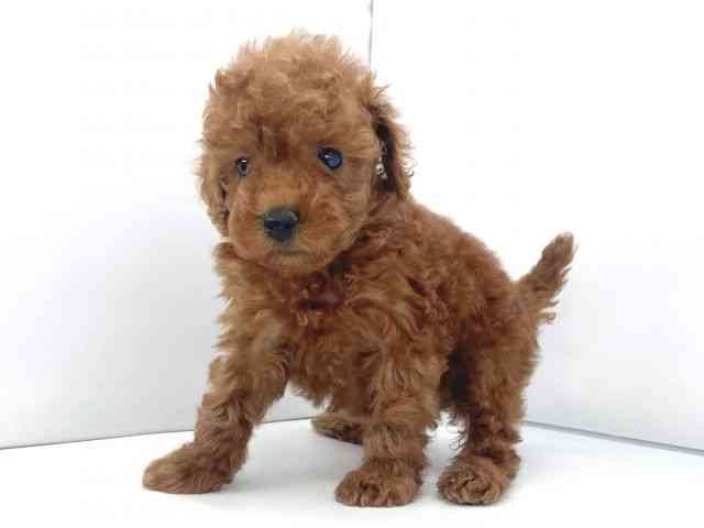 兵庫県のトイプードル(トイ) (ひごペットフレンドリーイオンタウン加古川店/2025年12月20日生まれ/女の子/レッド)の子犬の2枚目の画像