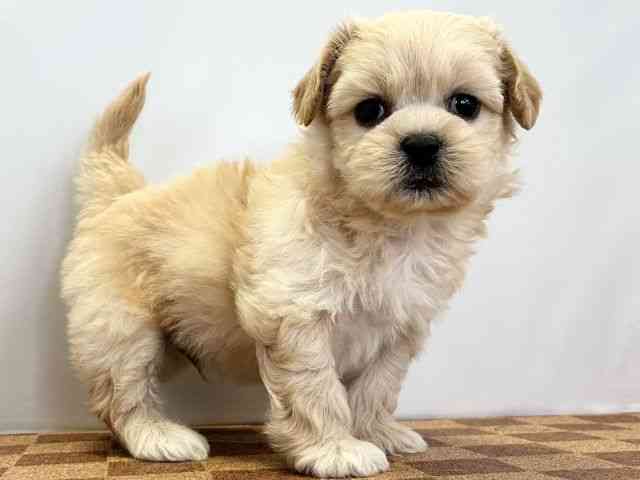 愛媛県のペキプー(ペキニーズ×プードル) (ひごペットフレンドリーエミフルMASAKI店/2025年12月22日生まれ/男の子/クリーム)の子犬の2枚目の画像