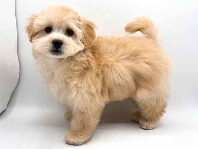 奈良県のペキプー(ペキニーズ×プードル) (ひごペットフレンドリー田原本店/2025年12月22日生まれ/男の子/クリーム)の子犬の2枚目の画像