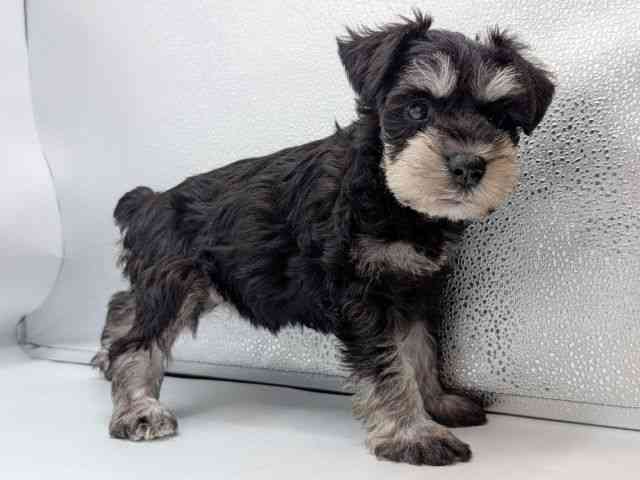 香川県のミニチュアシュナウザー (ひごペットフレンドリーゆめタウン高松店/2025年12月22日生まれ/女の子/ブラックシルバー)の子犬の2枚目の画像