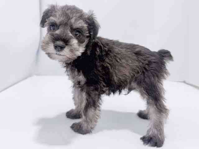 大阪府のミニチュアシュナウザー (ひごペットフレンドリーイズミヤショッピングセンター千里丘店/2025年12月22日生まれ/男の子/ソルトペッパー)の子犬の2枚目の画像