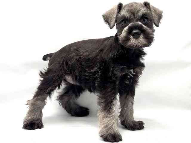 大阪府のミニチュアシュナウザー (ひごペットフレンドリー東淀川店/2025年12月22日生まれ/男の子/ソルトペッパー)の子犬の2枚目の画像