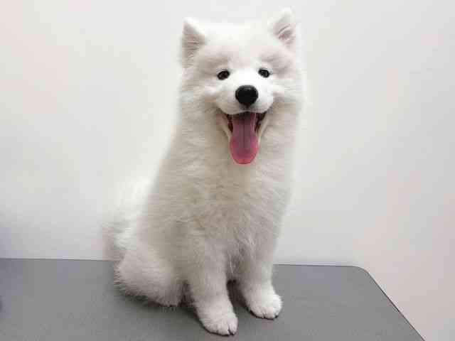 奈良県のサモエド (ひごペットフレンドリー田原本店/2025年12月20日生まれ/男の子/ホワイト)の子犬の2枚目の画像