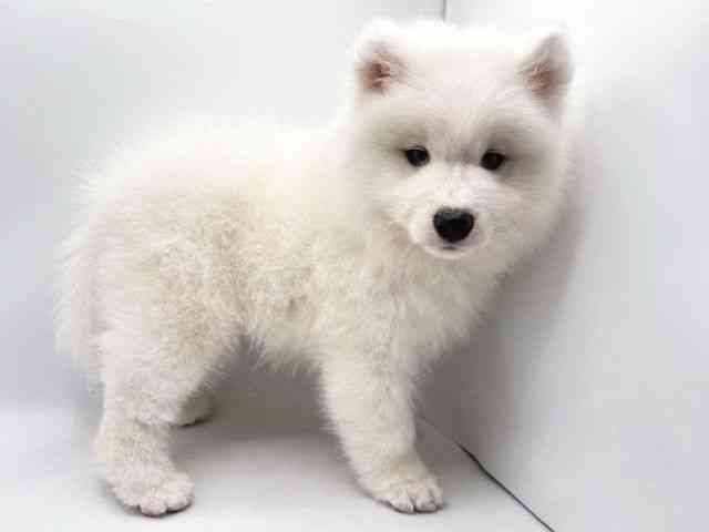 奈良県のサモエド (ひごペットフレンドリー田原本店/2025年12月20日生まれ/男の子/ホワイト)の子犬の2枚目の画像