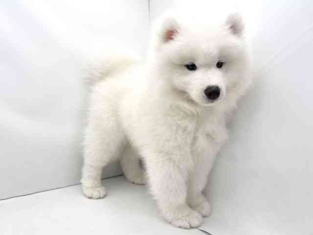 兵庫県のサモエド (ひごペットフレンドリークラウンパーク伊丹店/2025年12月20日生まれ/男の子/ホワイト)の子犬の2枚目の画像