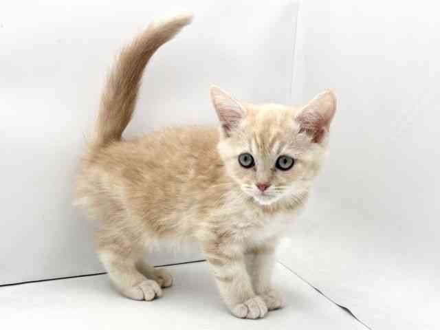 兵庫県のマンチカン (ひごペットフレンドリークラウンパーク伊丹店/2025年12月20日生まれ/男の子/クリームタビーホワイト)の子猫の2枚目の画像