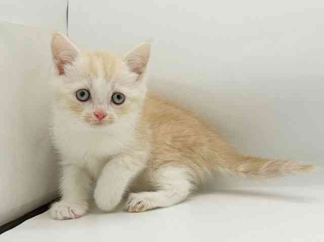 兵庫県のマンチカン (ひごペットフレンドリーコロワ甲子園店/2025年12月20日生まれ/女の子/クリームタビーホワイト)の子猫の2枚目の画像