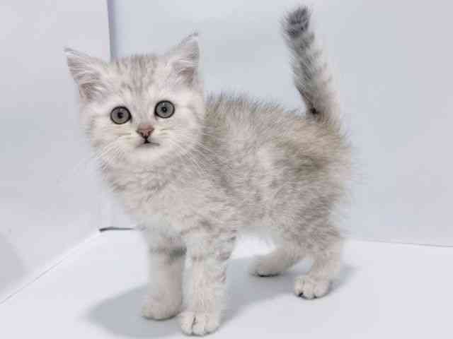 大阪府のミヌエット (ひごペットフレンドリーイズミヤショッピングセンター千里丘店/2025年12月15日生まれ/女の子/シルバータビーホワイト)の子猫の2枚目の画像