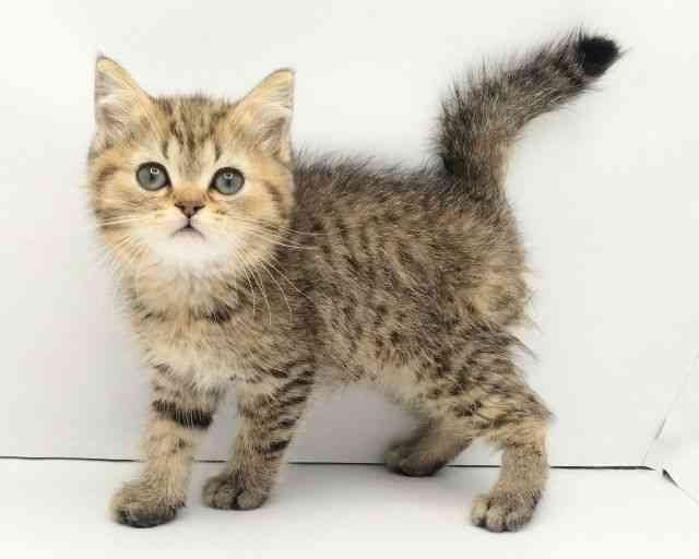 兵庫県のミヌエット (ひごペットフレンドリークラウンパーク伊丹店/2025年12月15日生まれ/男の子/ブラウンタビー)の子猫の2枚目の画像