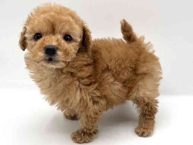 京都府のトイプードル(トイ) (ひごペットフレンドリーイオンモール高の原店/2025年12月21日生まれ/男の子/アプリコット)の子犬の2枚目の画像