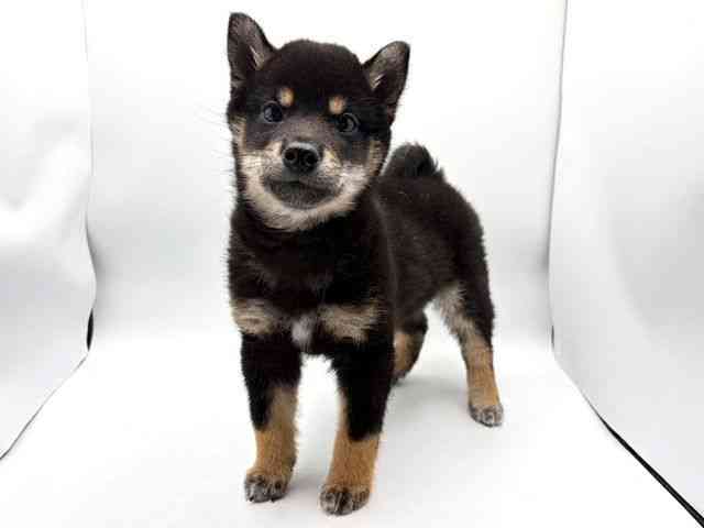 奈良県の柴犬(標準サイズ) (ひごペットフレンドリー田原本店/2025年12月19日生まれ/男の子/黒)の子犬の2枚目の画像