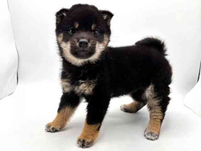 奈良県の柴犬(標準サイズ) (ひごペットフレンドリー田原本店/2025年12月19日生まれ/男の子/黒)の子犬の2枚目の画像