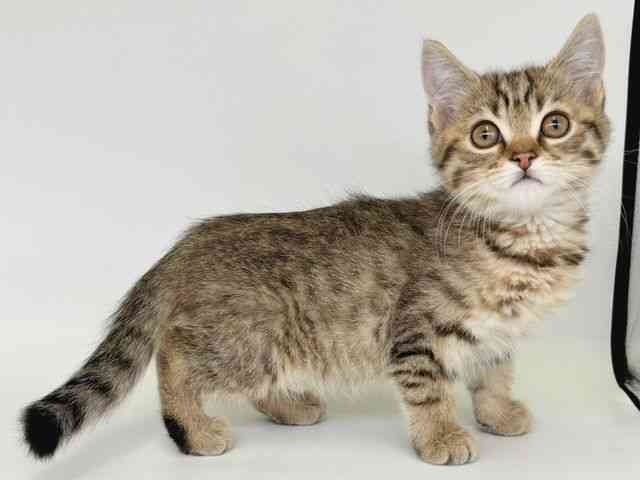 大阪府のマンチカン (ひごペットフレンドリー瓜破店/2025年12月7日生まれ/男の子/ブラウンタビー)の子猫の2枚目の画像